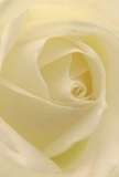 This evocative image draws you into the tender embrace of a cream-white rose, as if you're nestled among its velvety petals within a Sutton florist's skilful hands. Each layer unfurls in a graceful spiral, inviting you to imagine the petal's cool, dew-kissed softness, barely brighter than ivory and touched by the first light of day. Shadows play gently between the folds, creating a quiet depth and understated drama at the rose's heart. The atmosphere exudes an enveloping peace-the kind that lingers after a heartfelt message delivered to a neighbour in Cheam or as a gentle tribute shared in Sutton's local chapels. To the experienced eye, this rose speaks of true reverence, its subtle translucence and perfect poise echoing the artistry and care of the town's best florists. For moments of sympathy, admiration, or new beginnings, such a white rose becomes more than a bloom; it is a symbol of hope and gentle strength, its delicate fragrance perceptible in memory. The perspective, close and intimate, captures not only the flower's visual perfection but also the emotional artistry and local spirit that make Flower Delivery Sutton's arrangements the cherished choice for life's significant moments.